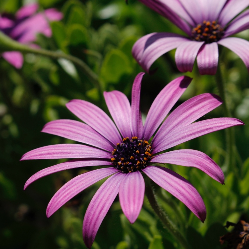 Meet your Posher, Chloe